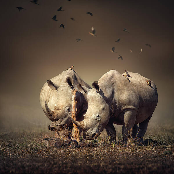 Rhinoceros Poster featuring the photograph Rhino's with birds by Johan Swanepoel