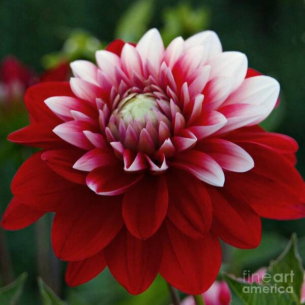 Dahlia Poster featuring the photograph Rich Red Dahlia by Patricia Strand