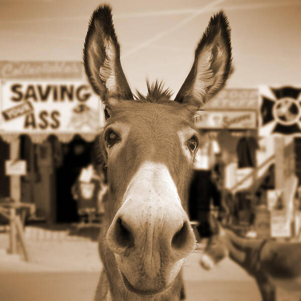 Route 66 Poster featuring the photograph Route 66 - Oatman Donkeys by Mike McGlothlen