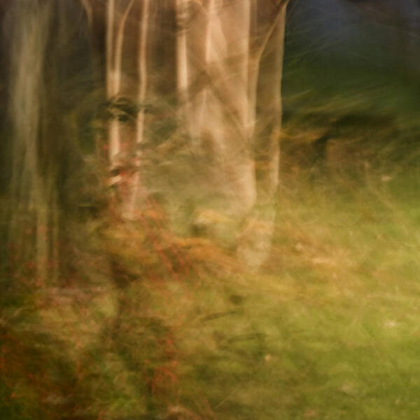 Abstract Poster featuring the photograph Sacred Grove by Margaret Denny