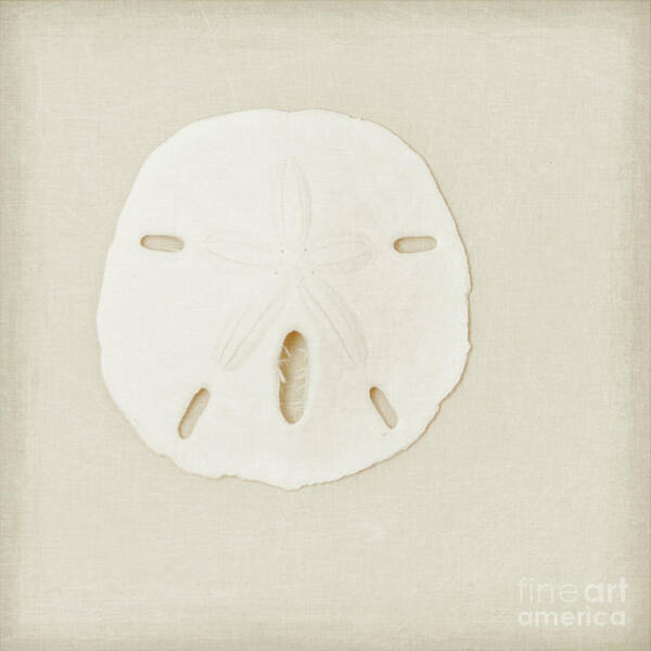 Sand Dollar Print Poster featuring the photograph Sand Dollar by Lucid Mood