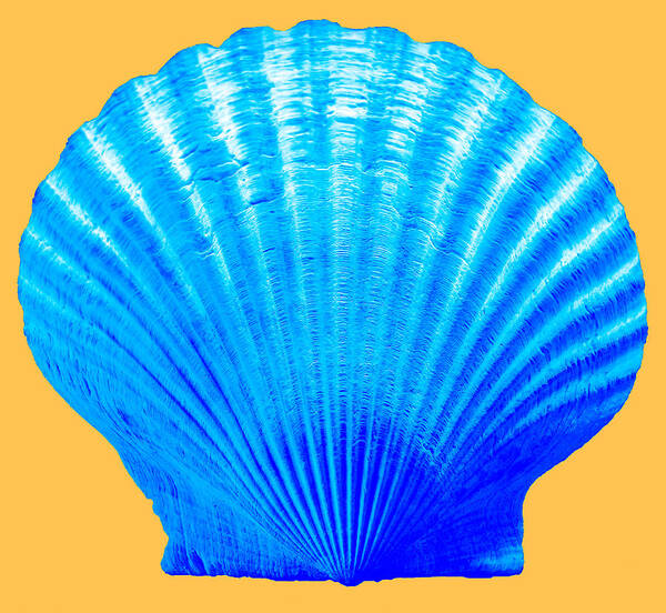 Sea Poster featuring the photograph Sea Shell blue and gold by WAZgriffin Digital