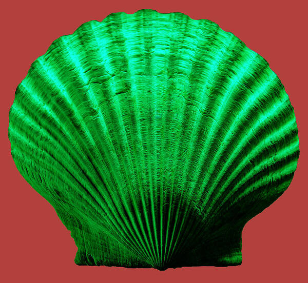 Sea Poster featuring the photograph Sea Shell-Green-red by WAZgriffin Digital