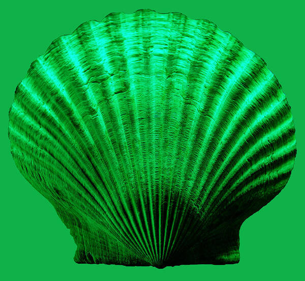 Sea Poster featuring the photograph Sea Shell -Green by WAZgriffin Digital