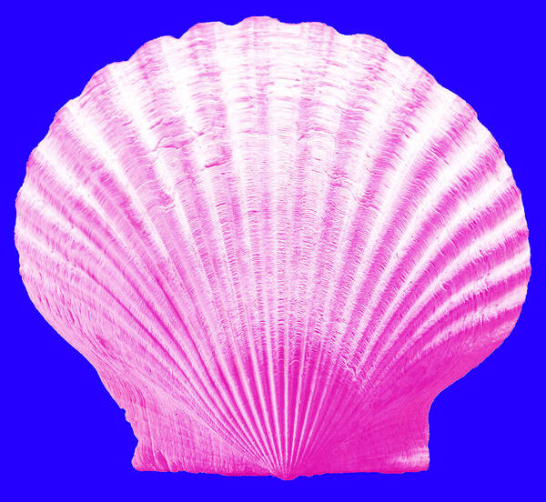 Sea Poster featuring the photograph Sea Shell- pink on blue by WAZgriffin Digital