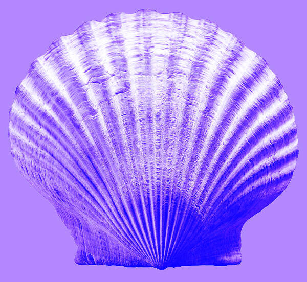 Sea Poster featuring the photograph Sea Shell-purple by WAZgriffin Digital