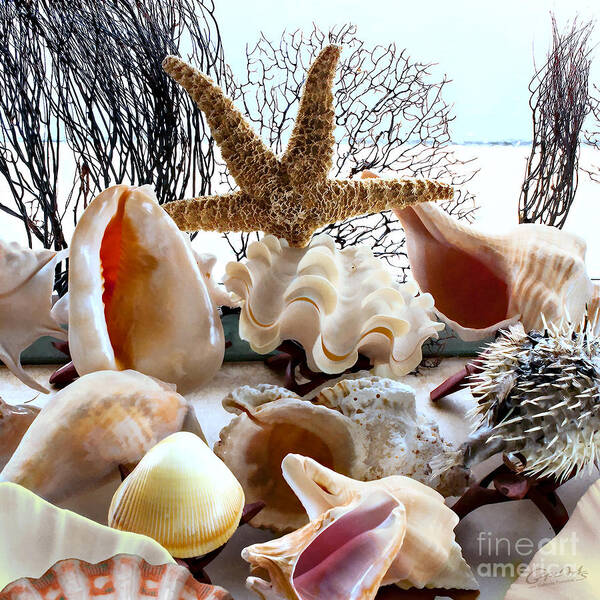 Gabriele Pomykaj Poster featuring the photograph Seashell Galore by Gabriele Pomykaj