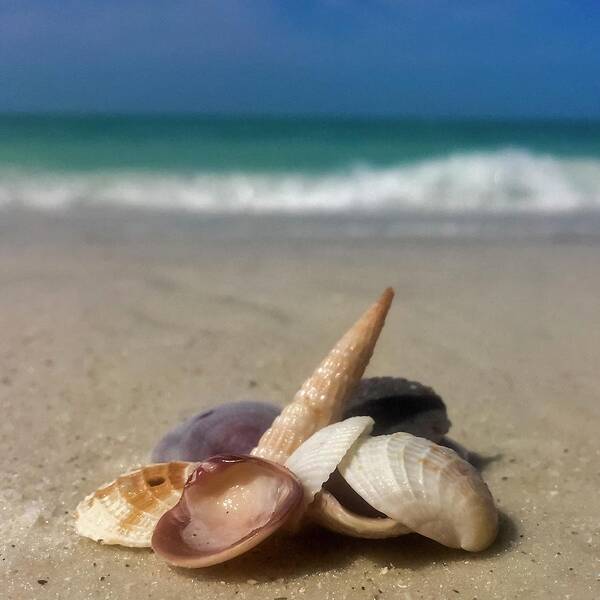Seashell Poster featuring the photograph See Shells by Terri Hart-Ellis