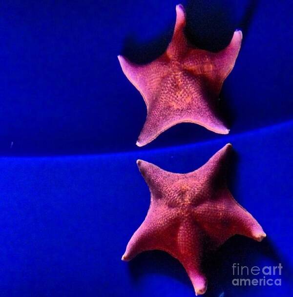 Star Fish Poster featuring the photograph Seeing Double by Denise Railey