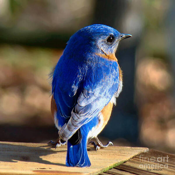 Bluebird Poster featuring the photograph Showing Off My Beautiful Blue Feathers in the Sunlight by Sue Melvin