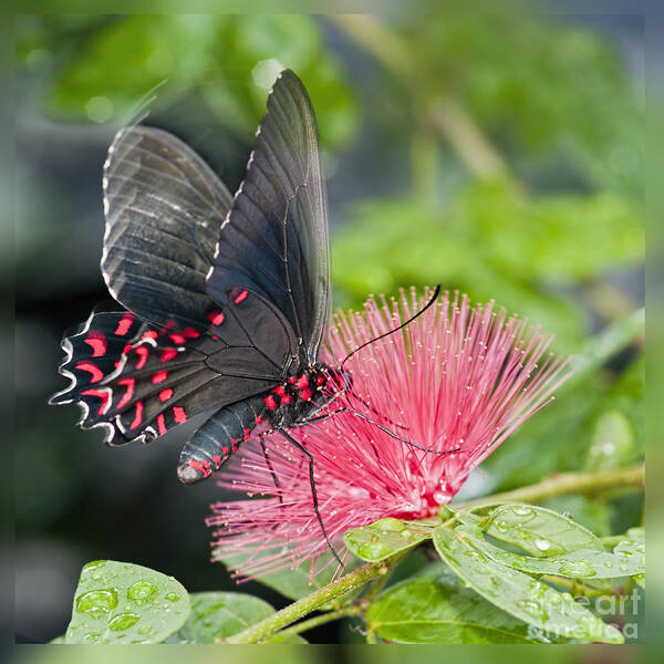 Butterfly On Mimosa Poster featuring the photograph Sipping A Pink Mimosa by Bonnie Barry