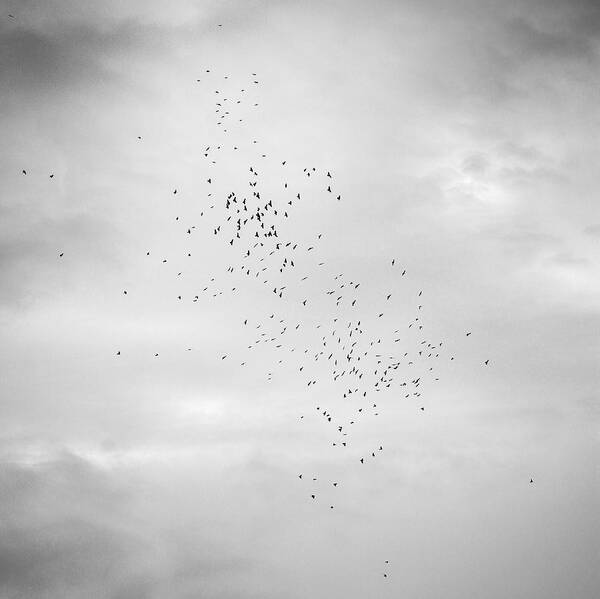  Mono Poster featuring the photograph Sky and birds Study IV by Guido Montanes Castillo