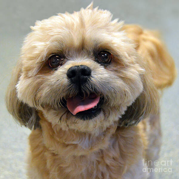 Shih Tzu Poster featuring the photograph Smiling Shih Tzu Dog by Catherine Sherman