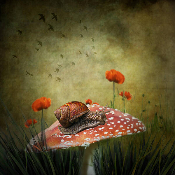 Fine Art Poster featuring the photograph Snail Pace by Ian Barber