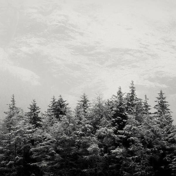 Fir Tree Poster featuring the photograph Snowcapped Firs by Dave Bowman