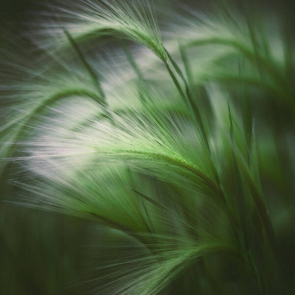 Grass Poster featuring the photograph Soft Grass by Scott Norris