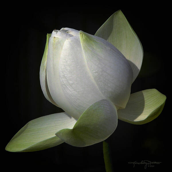 Lotus Photo Poster featuring the photograph Solitaire by Karen Casey-Smith