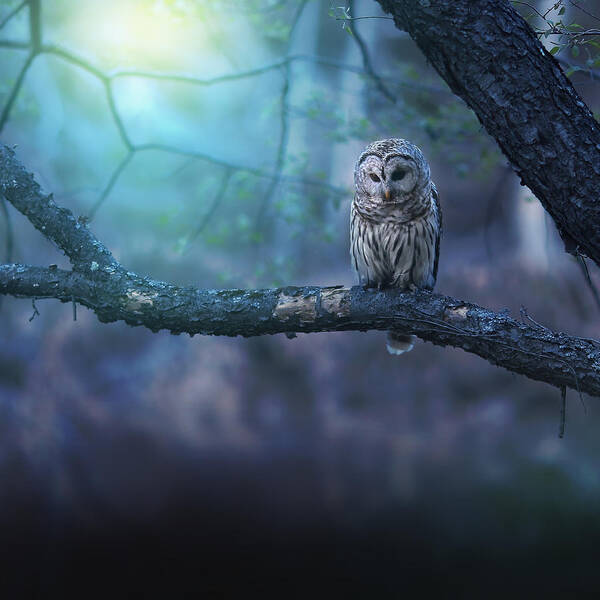 Owl Poster featuring the photograph Solitude - Square by Rob Blair