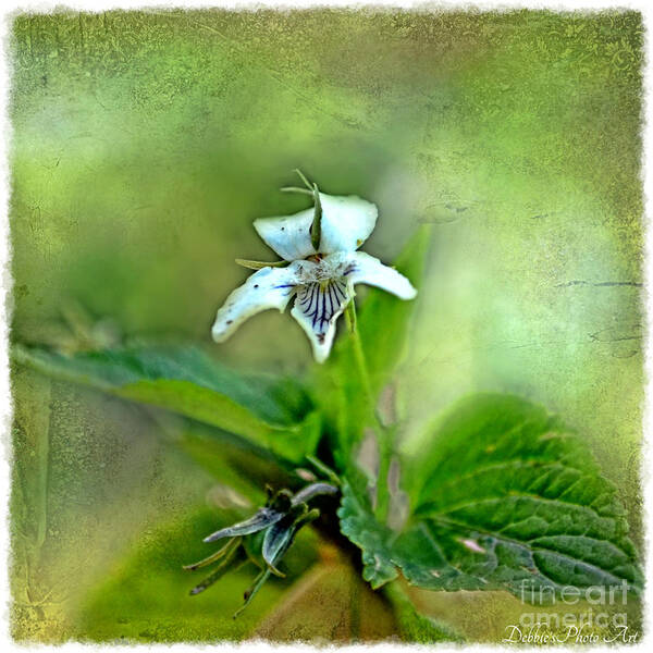 Tiny Poster featuring the photograph Southern Missouri Wildflowers 6 by Debbie Portwood