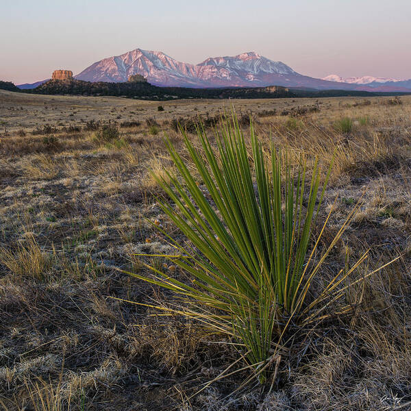 Yucca Poster featuring the photograph Spanish Peaks Square Format by Aaron Spong