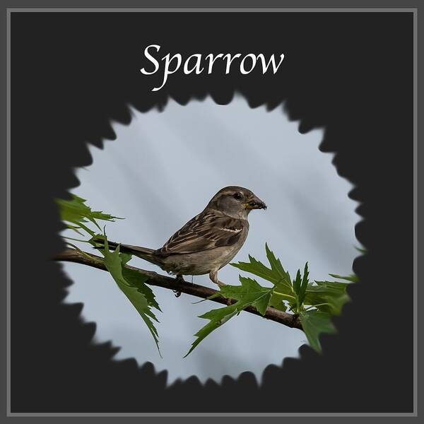 Sparrow Poster featuring the photograph Sparrow  by Holden The Moment