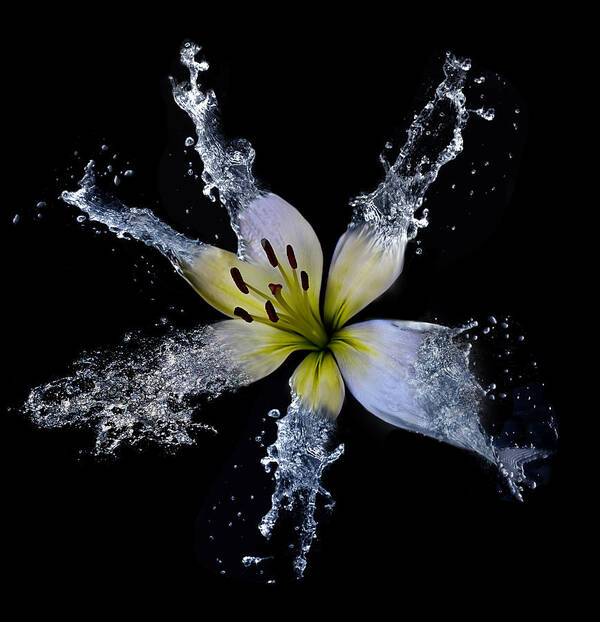 Flower Poster featuring the photograph Splish Splash by Lori Hutchison