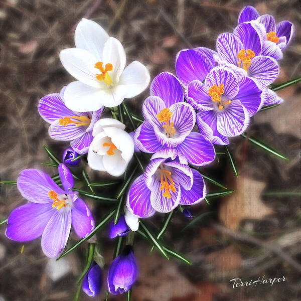 Crocus Poster featuring the photograph Spring Beauties by Terri Harper