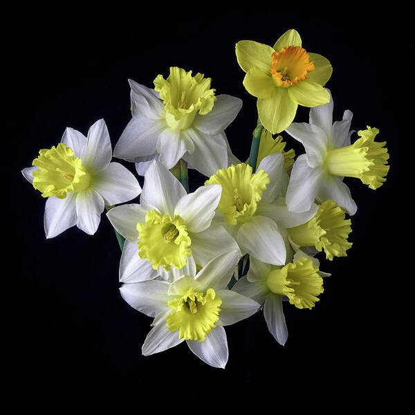 Daffodils Poster featuring the photograph Spring Bouquet by Don Spenner