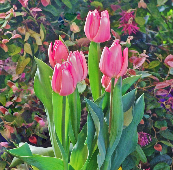 Tulips Poster featuring the photograph Spring Show 14 Pink Tulips by Janis Senungetuk