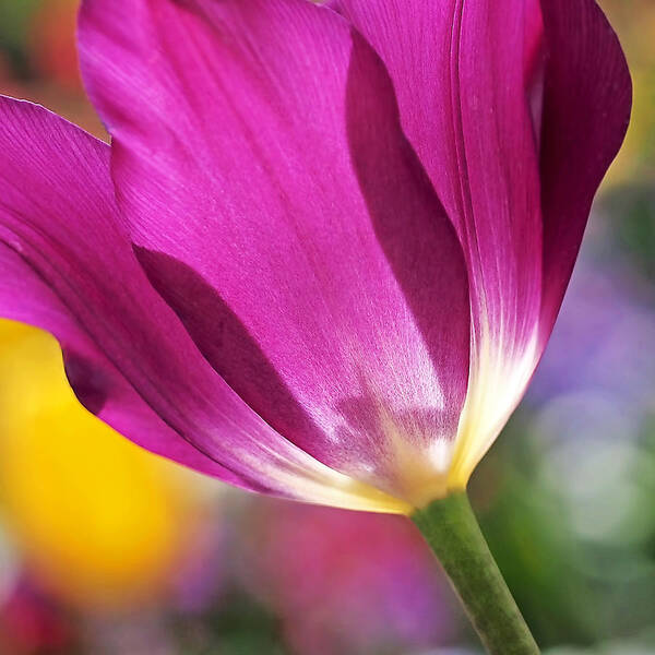 Tulip Poster featuring the photograph Spring Tulip - Square by Rona Black