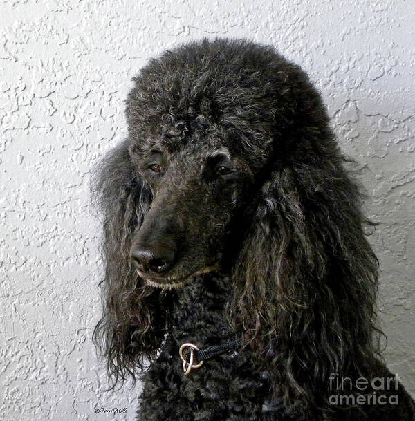 Dog Poster featuring the photograph Standard Poodle by Terri Mills