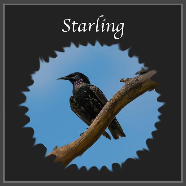 Starling Poster featuring the photograph Starling  by Holden The Moment