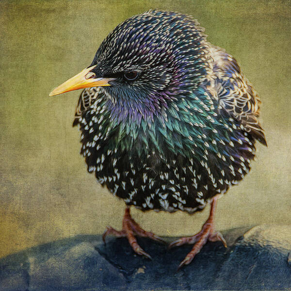 Starling Poster featuring the photograph Starling Square Format by Cathy Kovarik