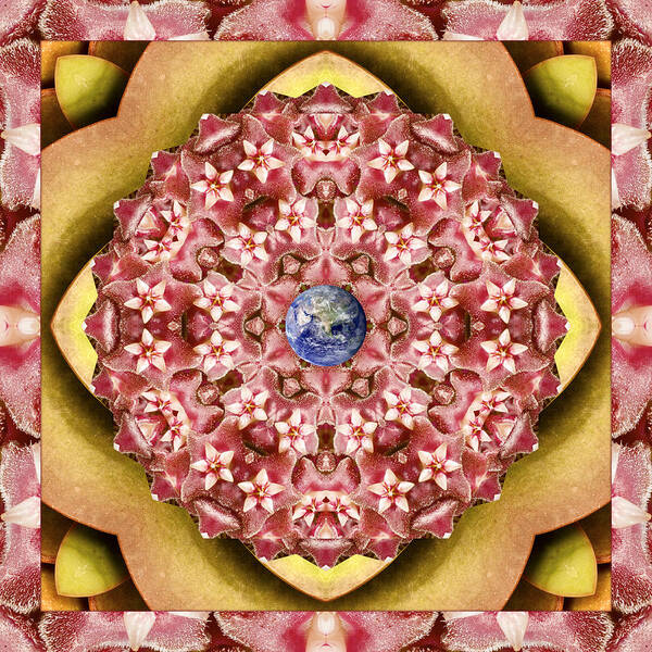 Mandalas Poster featuring the photograph Stelliform by Bell And Todd