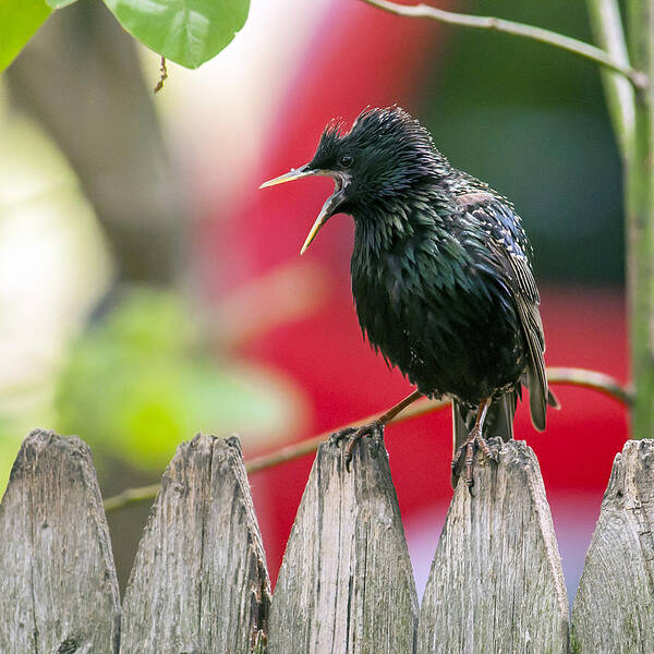 Starling Poster featuring the photograph Still Squawking by Cathy Kovarik