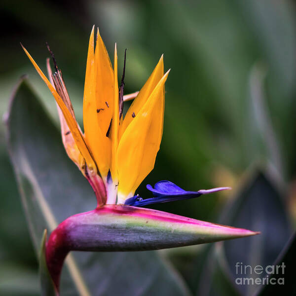 Andalucia Poster featuring the photograph Strelitzia Reginae Genoves Park Cadiz Spain by Pablo Avanzini