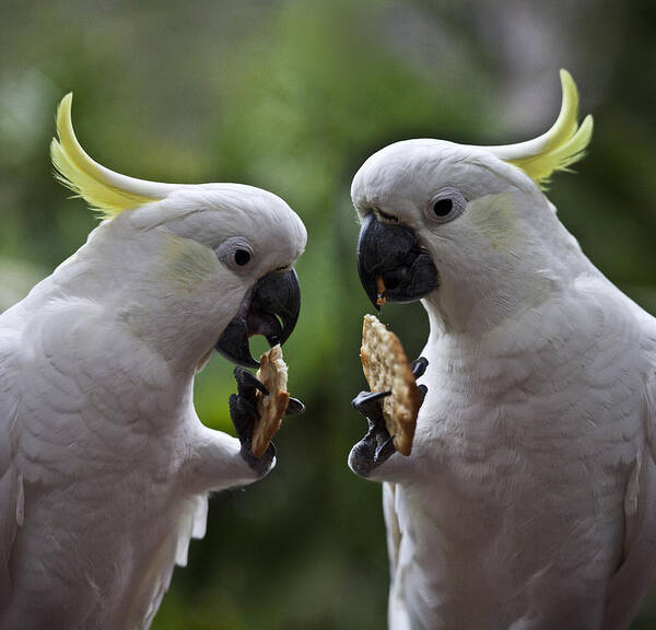 Sulphur Crested Cockatoo Poster featuring the photograph Sulphur crested cockatoo pair by Sheila Smart Fine Art Photography
