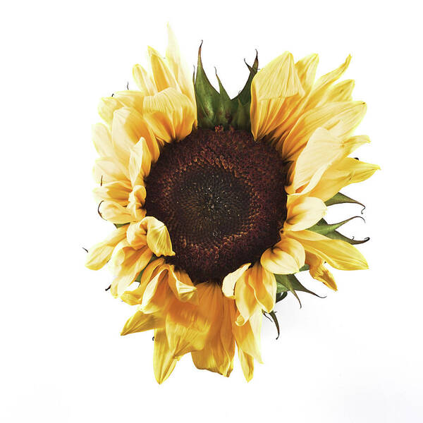 Flower Poster featuring the photograph Sunflower #1 by Desmond Manny