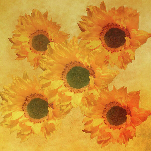 Sunflower Poster featuring the mixed media Sunflower Creation 2 by Johanna Hurmerinta