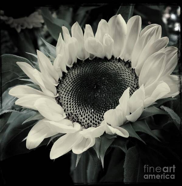 Sunflowers Poster featuring the photograph Sunflower by Miriam Danar