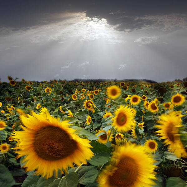 Sunflower Poster featuring the photograph Sunflower taking a bow by Floriana Barbu