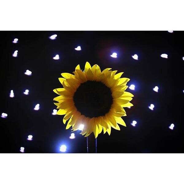 Sooc Poster featuring the photograph #sunflowers & #stars Series

#flower by Andrew Nourse