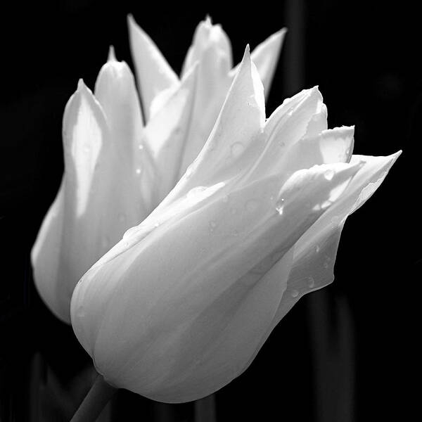 Tulips Poster featuring the photograph Sunlit White Tulips by Rona Black