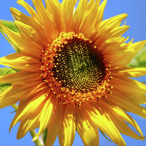Sunflower Poster featuring the photograph Sunny Sunflower Square by Christina Rollo