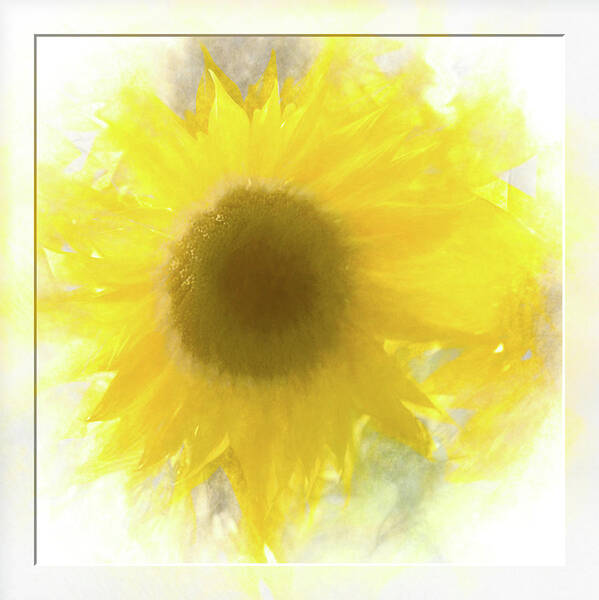 Flower Impressions Poster featuring the photograph Super soft Sunflower by Natalie Rotman Cote