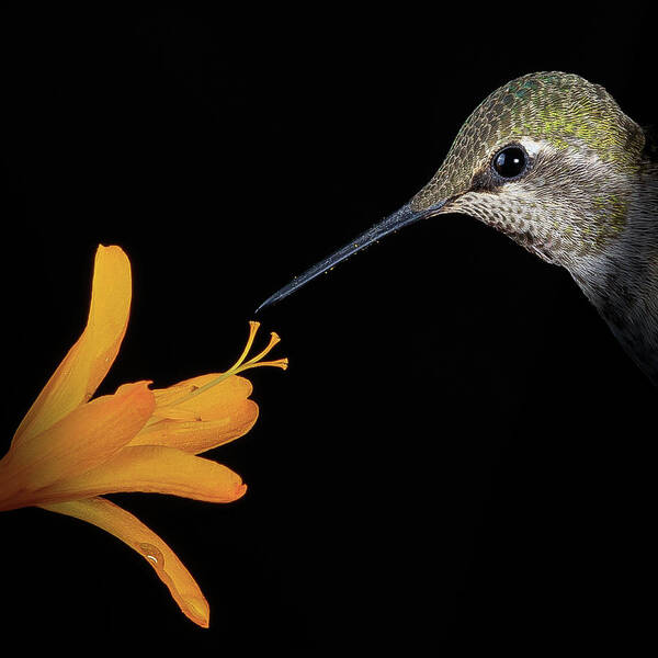 Animal Poster featuring the photograph Symbiosis by Briand Sanderson