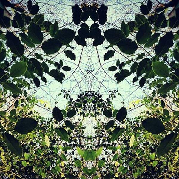 Symmetrical Poster featuring the photograph #symmetrical #nature by Sol Revolver