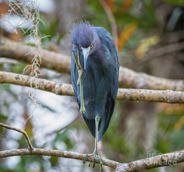 Herons Poster featuring the photograph That Feels Great - Little Blue Heron by DB Hayes