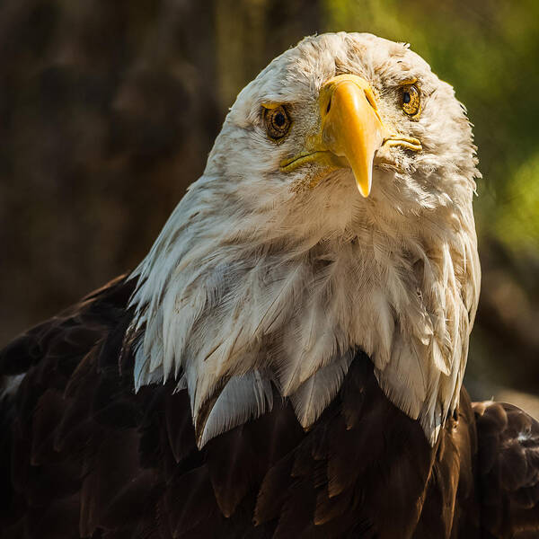 Birds Poster featuring the photograph The Bald Eagle Face by Yeates Photography