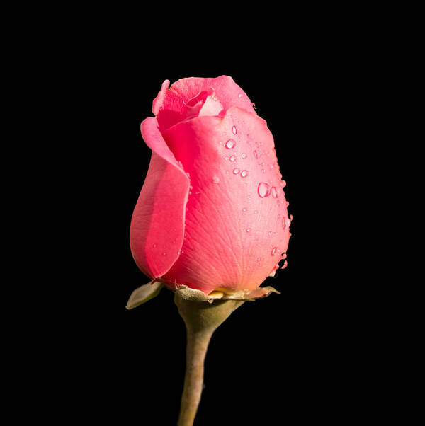 Flower Poster featuring the photograph The Beauty of a Rose by Ed Clark